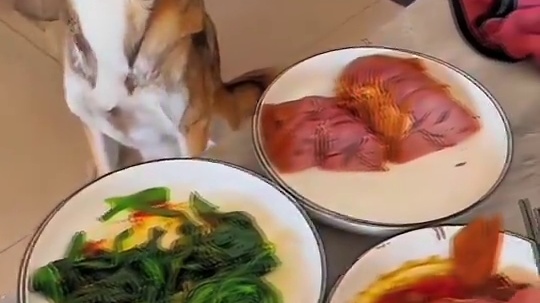 狗鼻子绝了！这嗅觉太神了