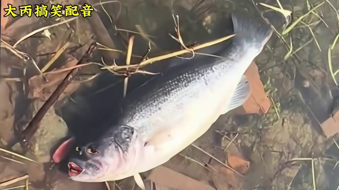 鱼：谁给我刷礼物了？