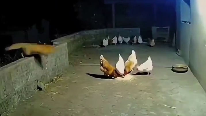 一只黄鼠狼跳进了鸡舍