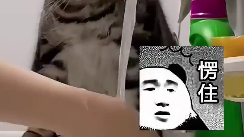 猫猫也要洗脸吗