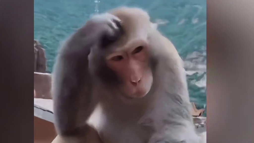 这跳水方式到底是跟谁学的