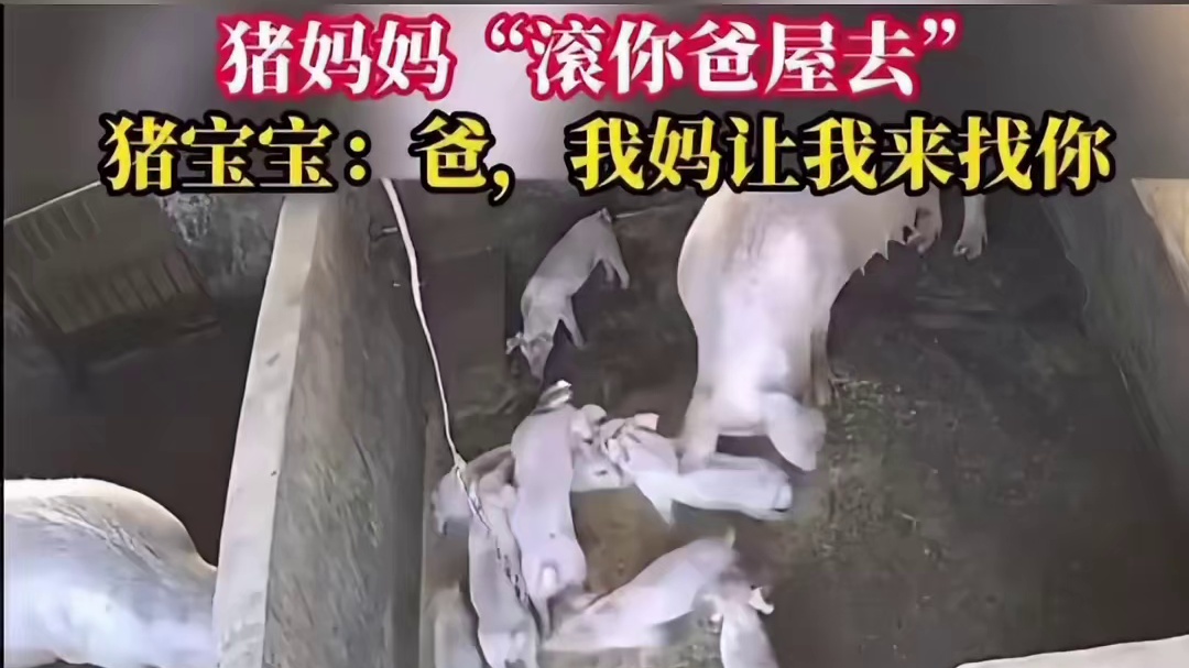 小猪争斗激怒母猪，一记猛拱飞入猪爸爸屋内！