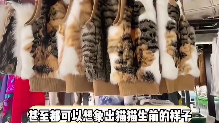 人类有很多衣服，可小猫只有一件