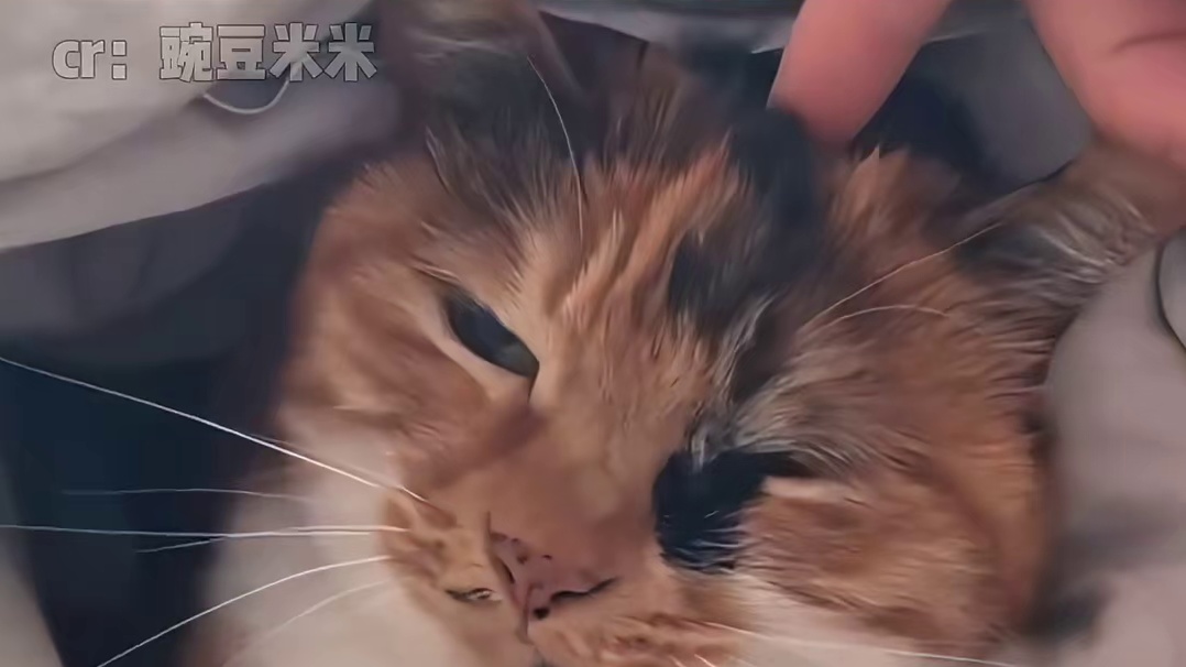 小猫的世界很小，小得只能装得下主人