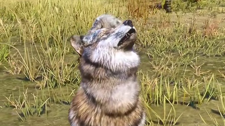 他们为什么要开枪打狼？ 格