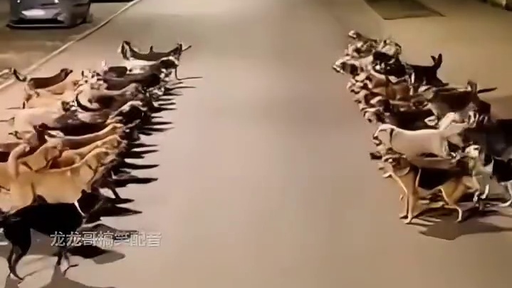 怪不得狗子连饭都没吃就出去了