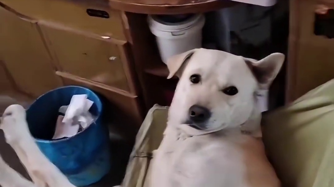 土拨鼠换班流程