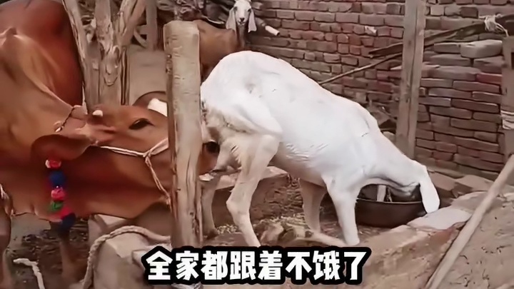 一人吃饱全家不饿