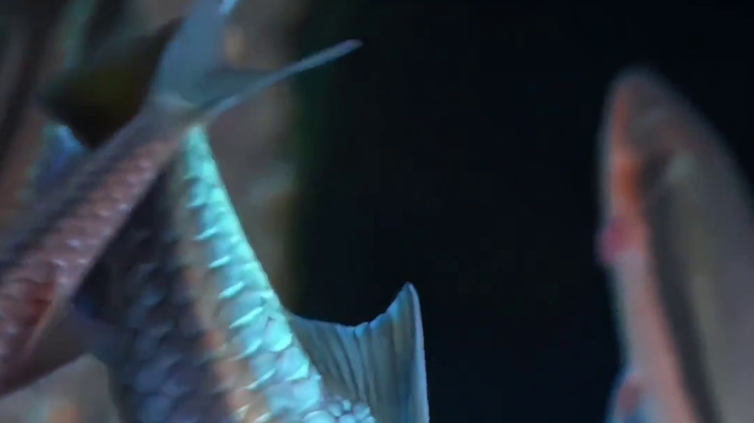 ☞我養的藍吉羅越看越喜歡☜