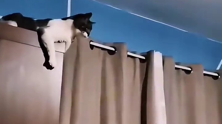 叛逆的小猫和不服的主人