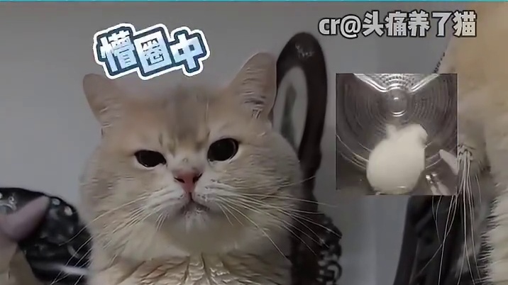 猫：你是谁来着