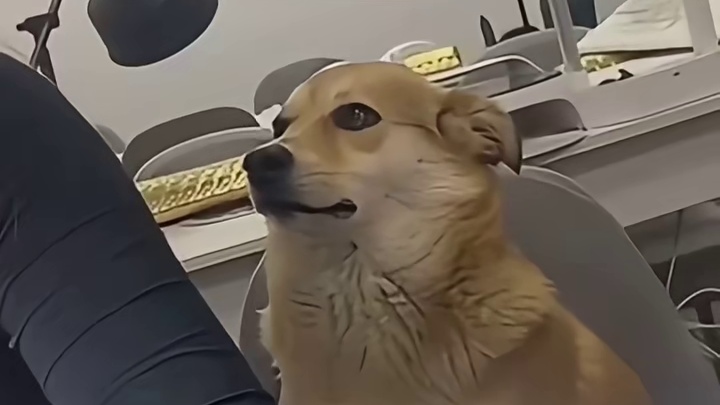 狗子的心思都写在脸上了