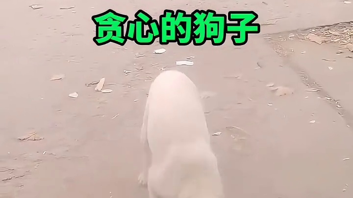 贪心不足蛇吞象，在这只狗子身上演绎的淋漓尽致