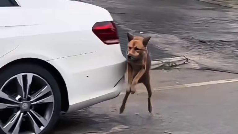 高能狗狗超燃场面