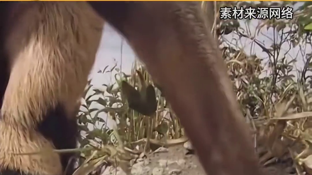 卡皮巴拉：讨厌没有边界感的加特林