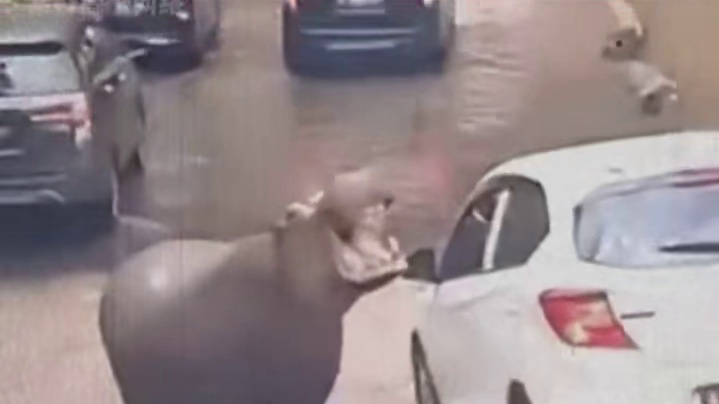 河马：不给我吃的等下把你车轱辘卸了