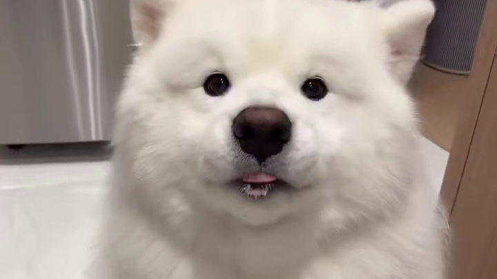 给大家表演个节目