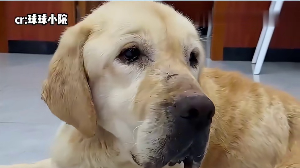 可怜的它才只有两岁啊