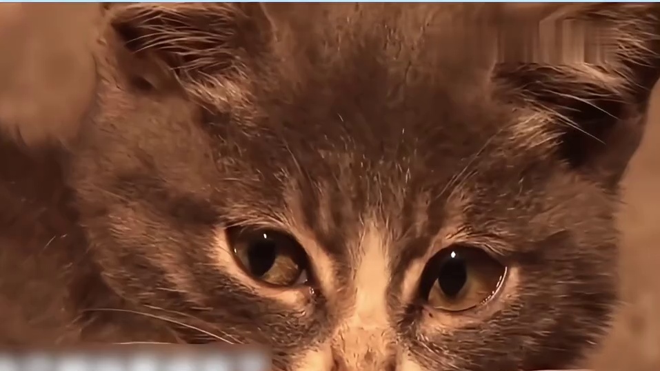 小猫守护去世的猫妈妈