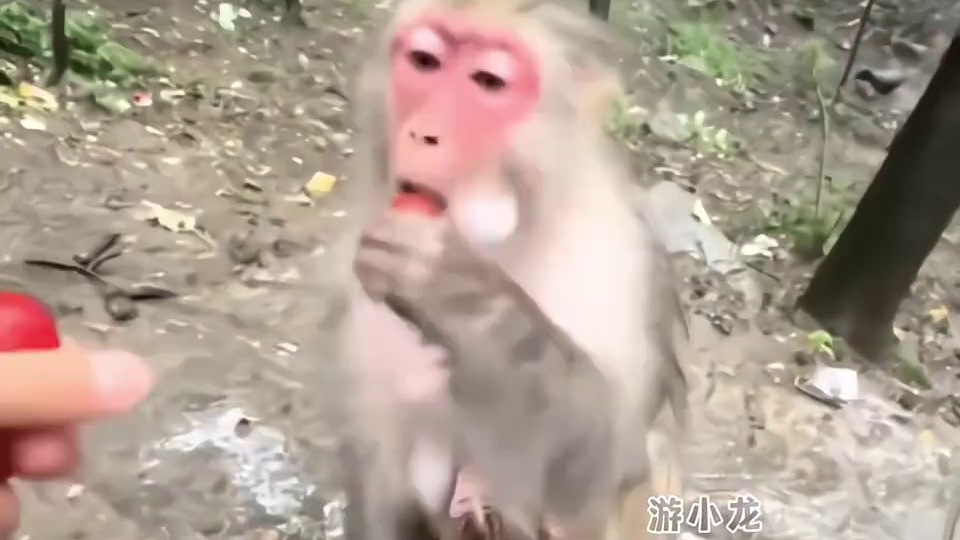 妹子的这几句《来吞》怕不是把大圣吓的都得跑路吧！