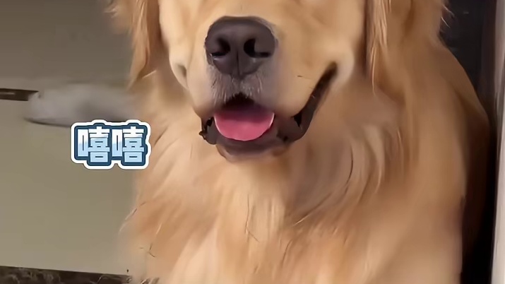 狗子：现在我强的可怕