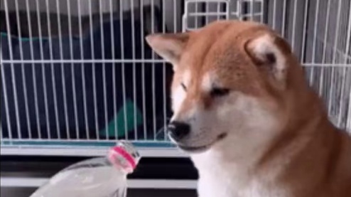 久酷潜入DRG车队大放厥词，被梦岚说是C组的赶紧走