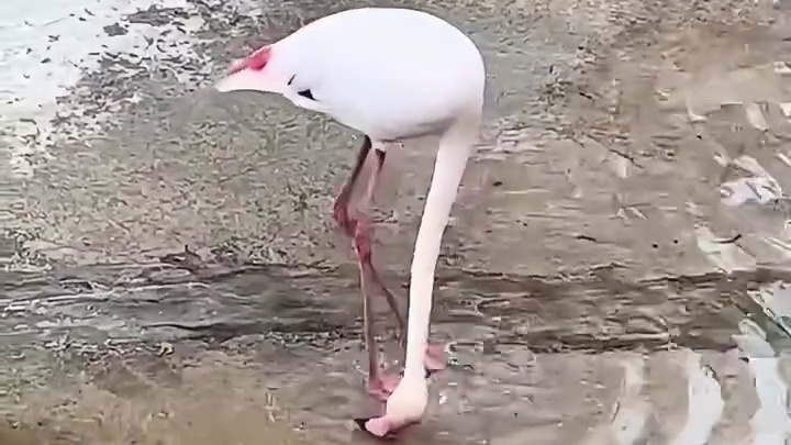 怕它踩到自己啊