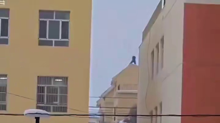 团伙作案，职业碰瓷的狗夫妻