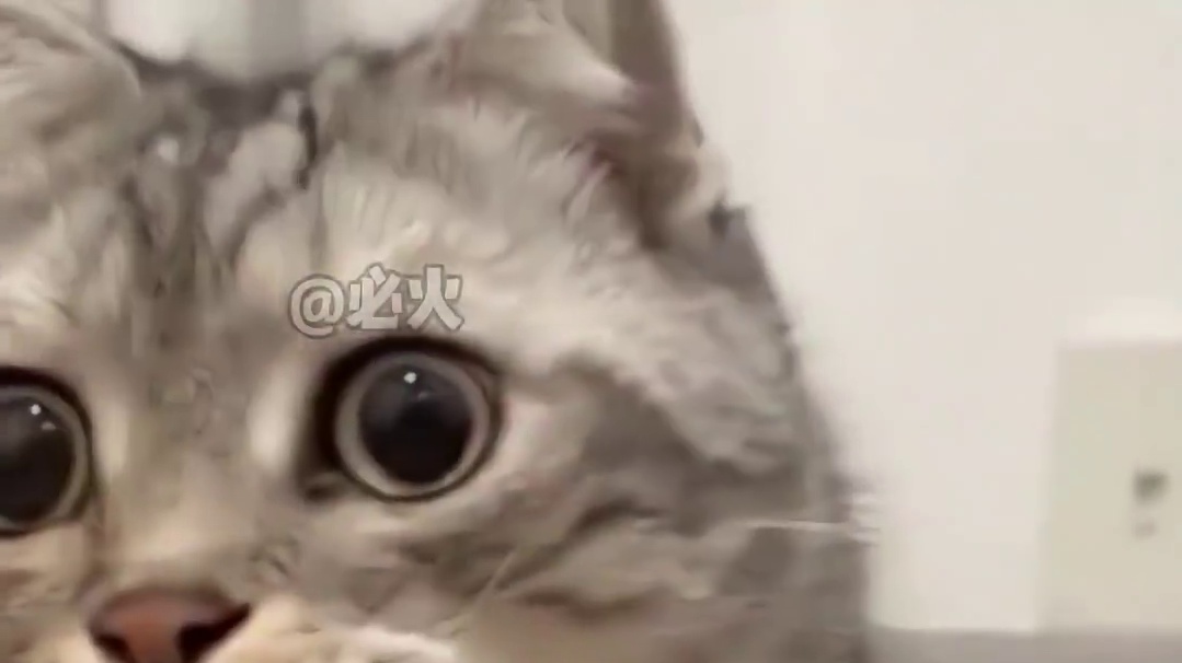 哈基蜂：我在等参数同步，你在等什么