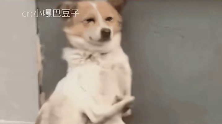 真的永远会被小动物的纯粹感动，也会被人们的善意治愈