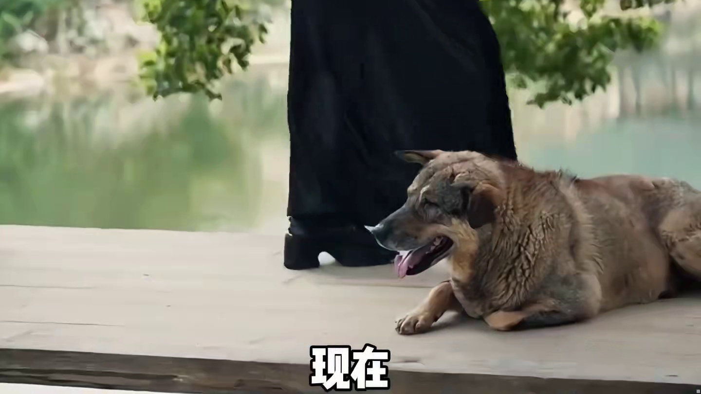 赛虎：狗狗我呀，有一本电子写真集哦！