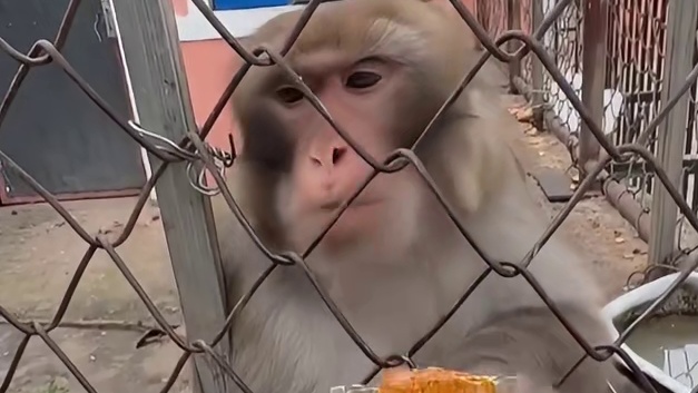 你我得多吃两块