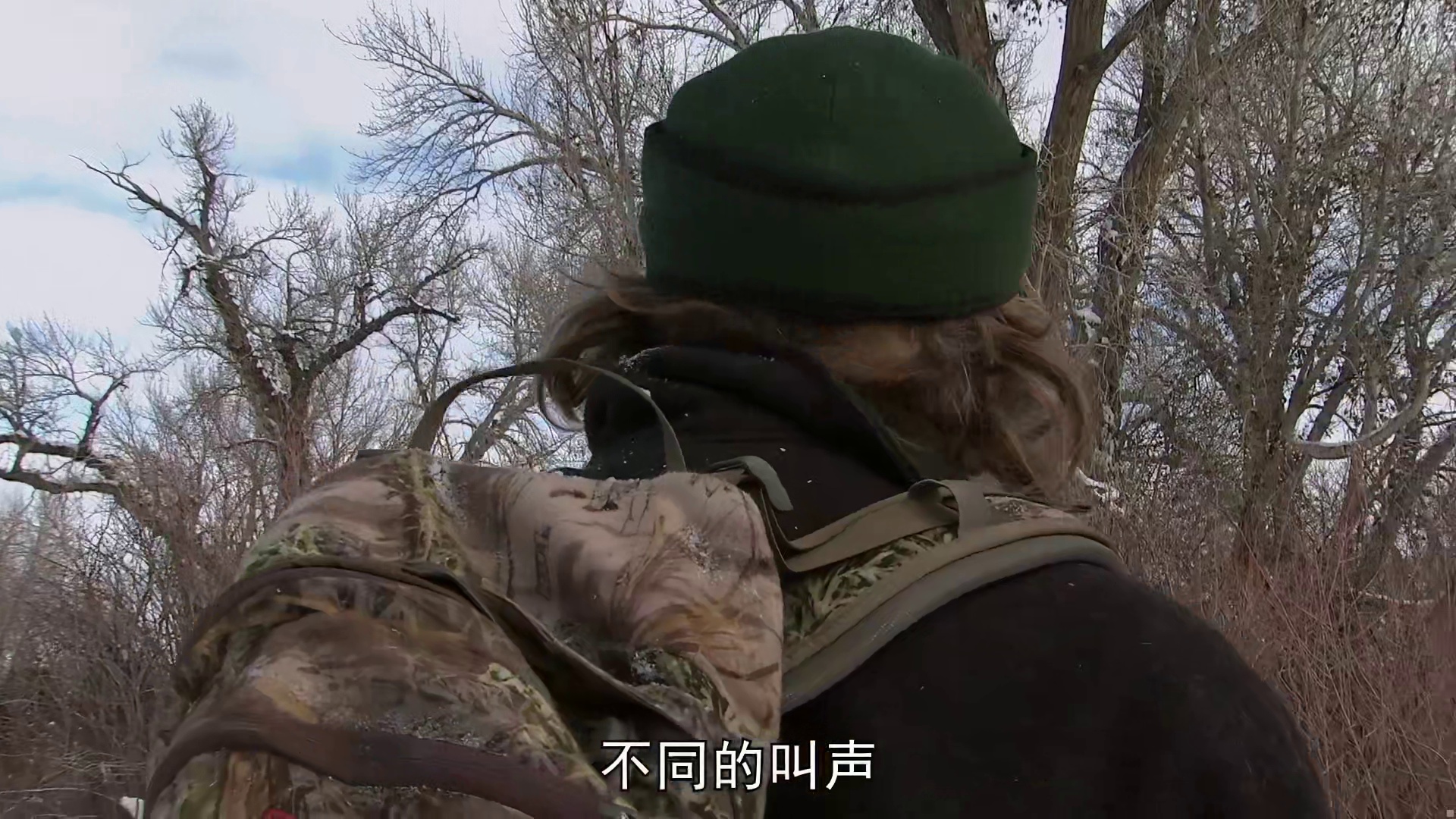 山地硬汉：驱逐美洲狮，意外受伤，狩猎郊狼，新生猎犬幼崽