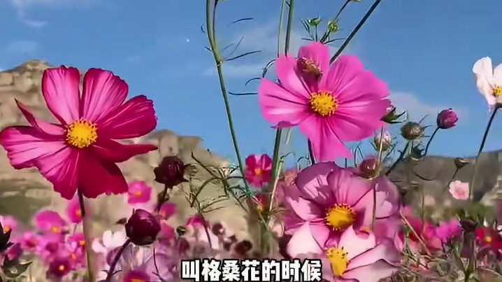 你跟我说这玩意就叫格桑花