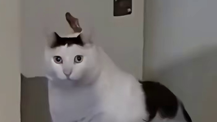 狼：你在狗叫什么！！