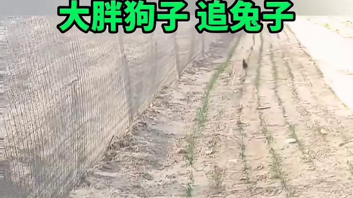 虽然它跑不动，但是也不服输