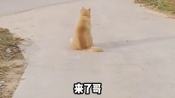 回家还有迎宾队伍