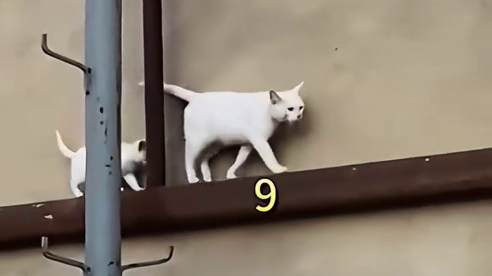 小猫：麻麻我还在哦~