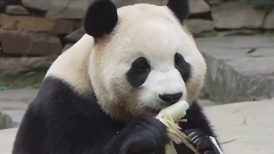 看似一脸单纯，实际上801个心眼子