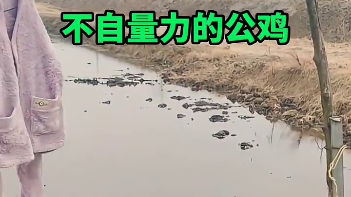 不自量力的公鸡，敢跟狗子较量