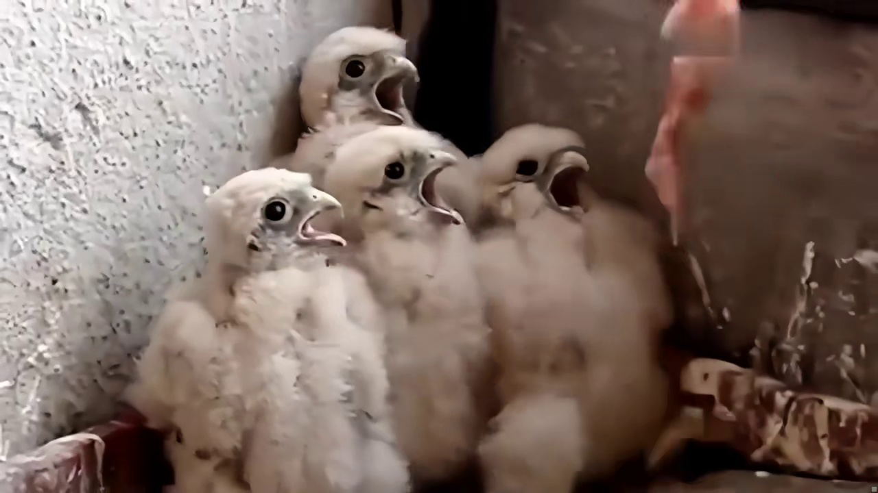 卡路里充值成功