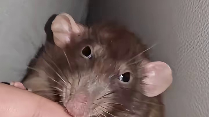 未知病毒的爆发引发全球性灾难