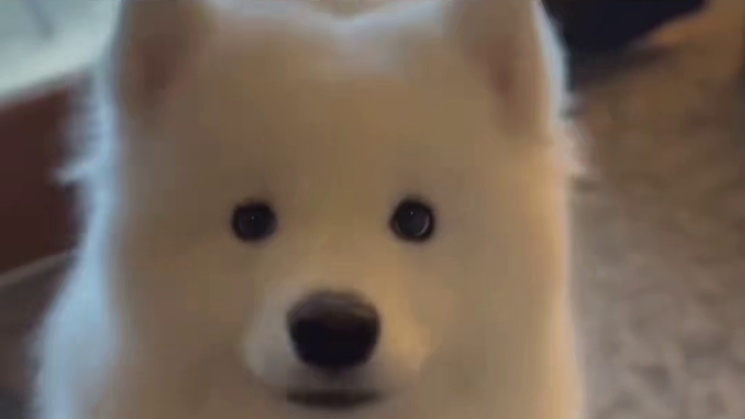 世界上不能没有小狗