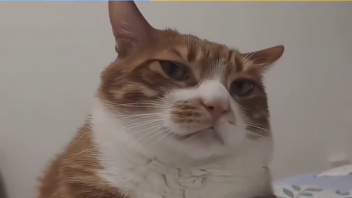 小猫：骂你怎么了