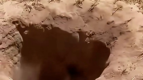 狮子让疣猪折磨疯了