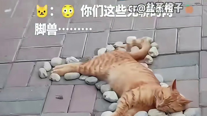猫咪：我该不该醒啊
