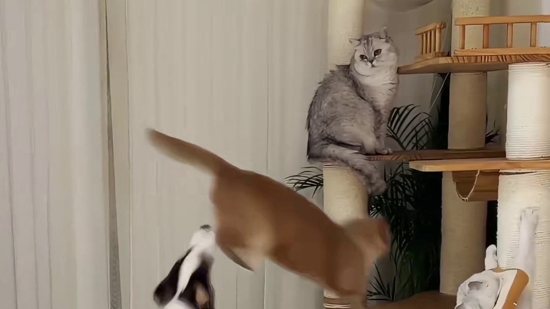 猫哥：我谢谢你狗哥！