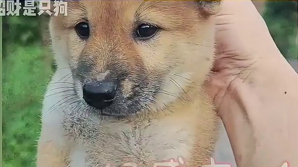 选小狗还有这么多讲究
