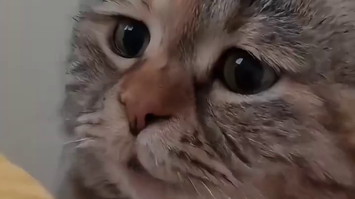 猫：人，咪牙疼，咪处理不好