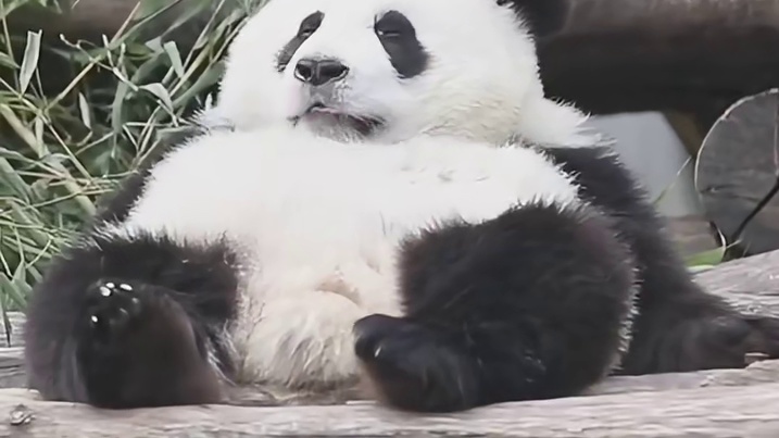 大熊猫的温柔全给了饲养员吧！